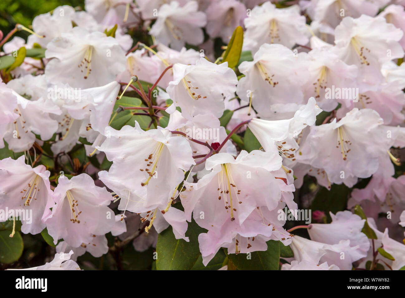 Pale pink bell shaped flowers of compact rhododendron shrub in a garden in springtime. Stock Photo