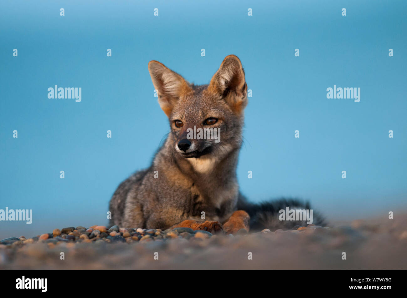 Patagonian grey fox (Lycalopex griseus) Valdes Peninsula, Chubut, Patagonia, Argentina. Stock Photo