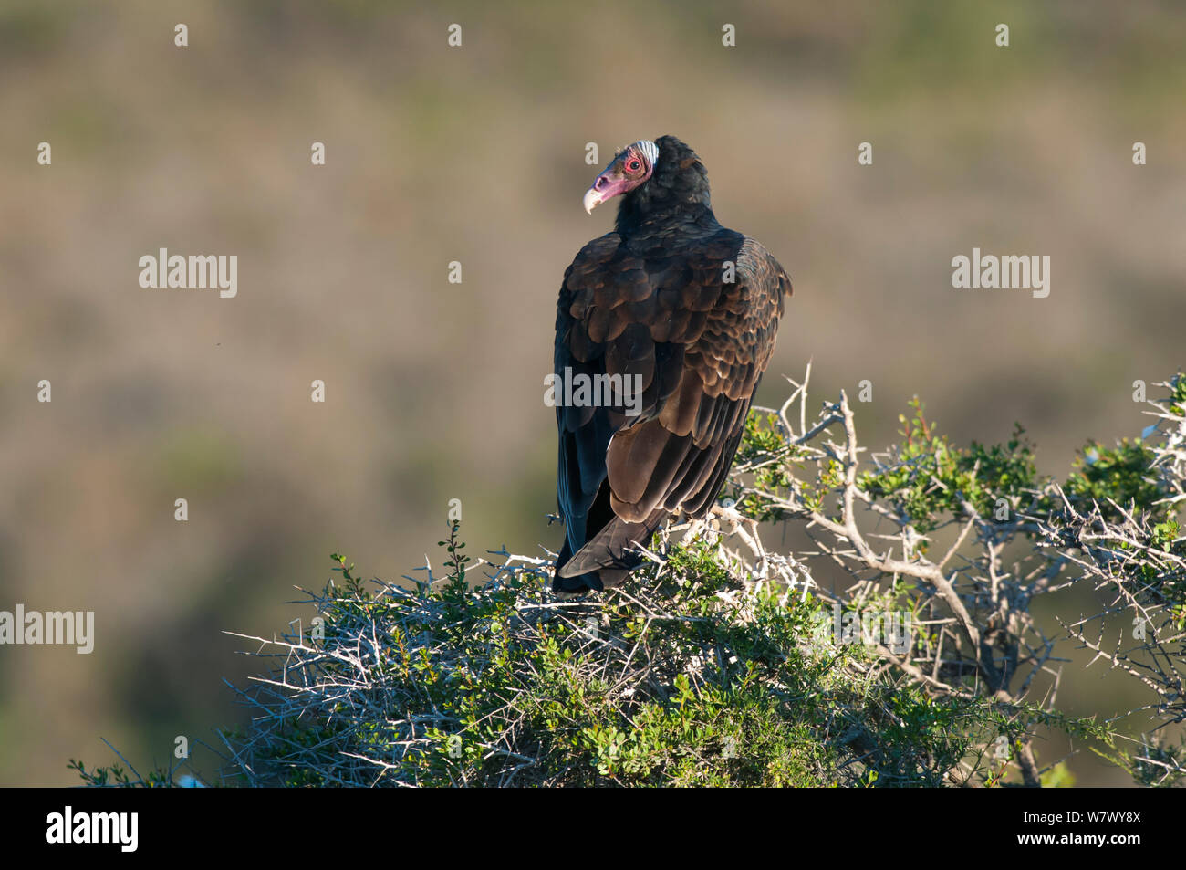 Turkey vulture (Cathartes aura) Valdes Peninsula, Chubut, Patagonia, Argentina. Stock Photo