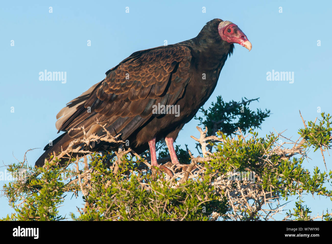 Turkey vulture (Cathartes aura) Valdes Peninsula, Chubut, Patagonia, Argentina. Stock Photo