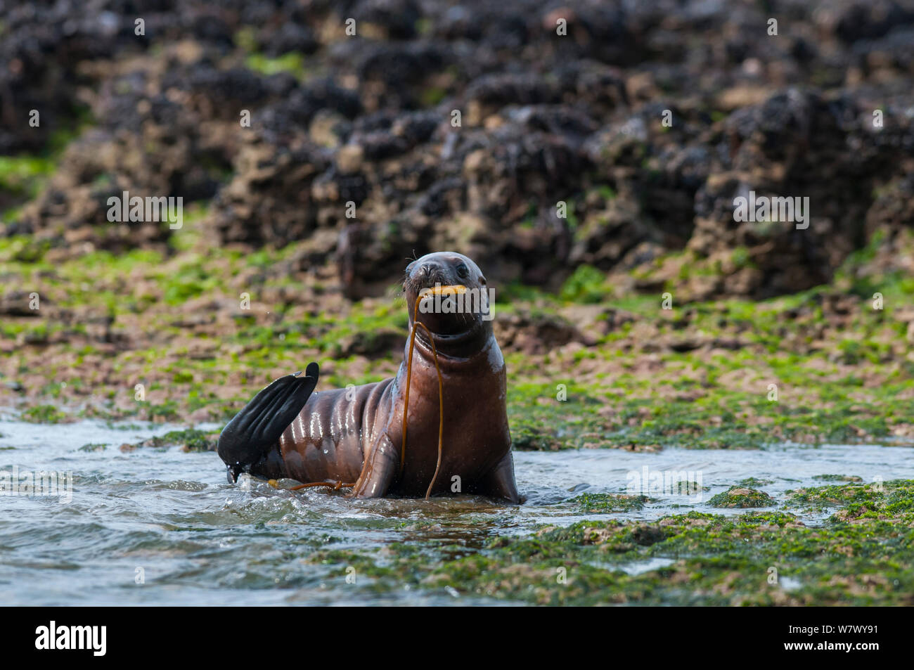 South American sea lion (Otaria flavescens) pup playing with seaweed on shore. Valdes Peninsula, Chubut, Patagonia, Argentina. Stock Photo