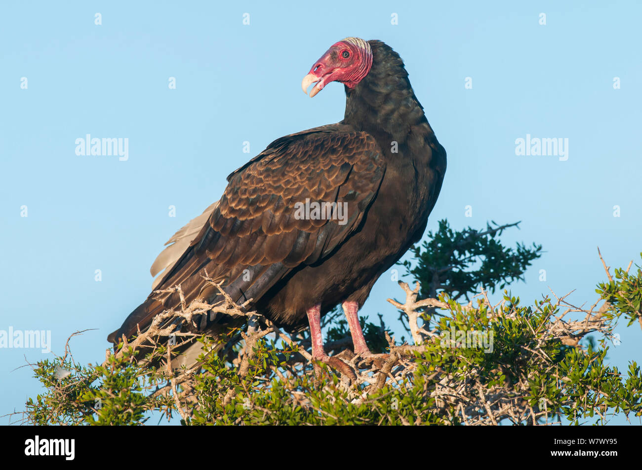Turkey vulture (Cathartes aura) Valdes Peninsula, Chubut, Patagonia, Argentina. Stock Photo