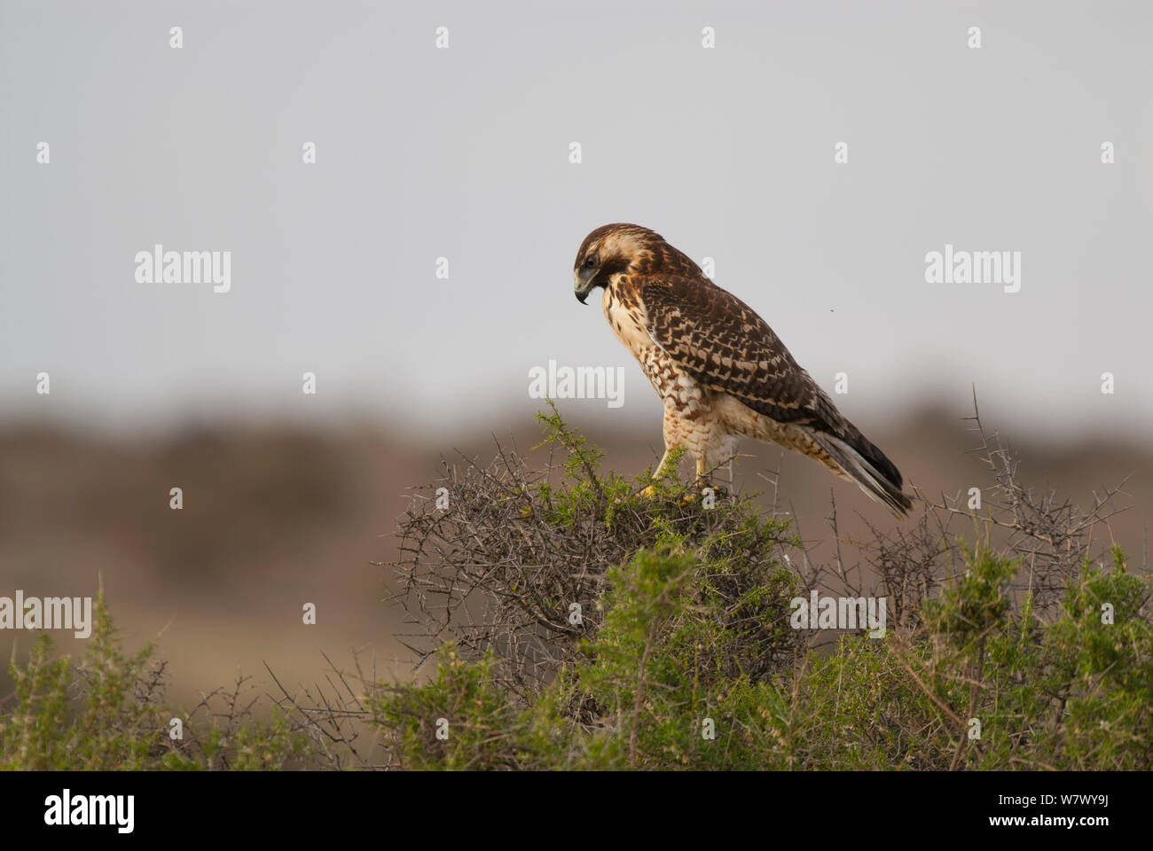 Variable hawk (Geranoaetus polyosoma) juvenile, Valdes Peninsula, Chubut, Patagonia, Argentina. Stock Photo