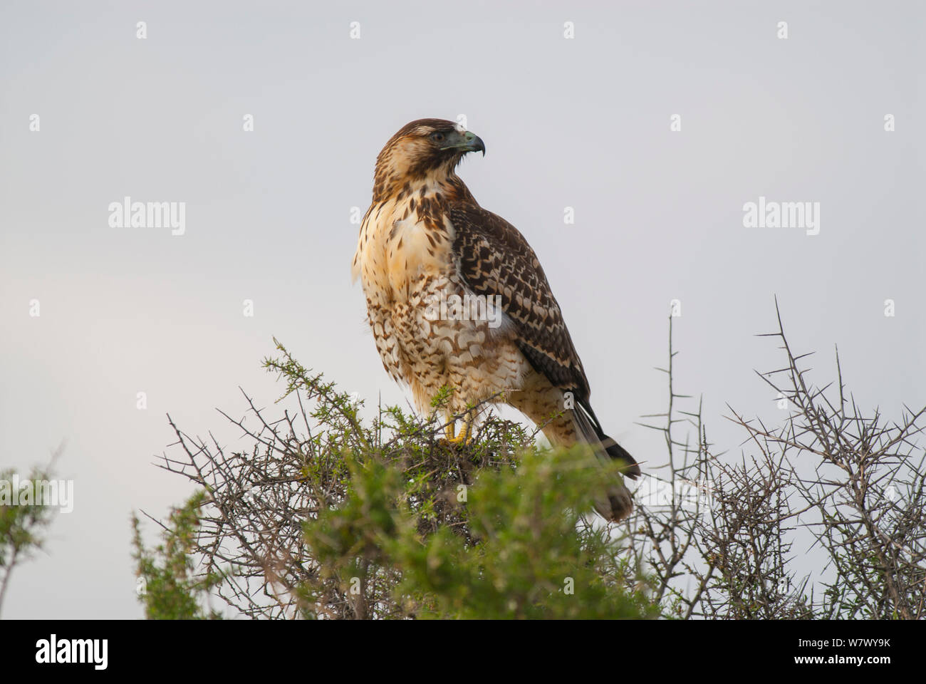 Variable hawk (Geranoaetus polyosoma) juvenile, Valdes Peninsula, Chubut, Patagonia, Argentina. Stock Photo