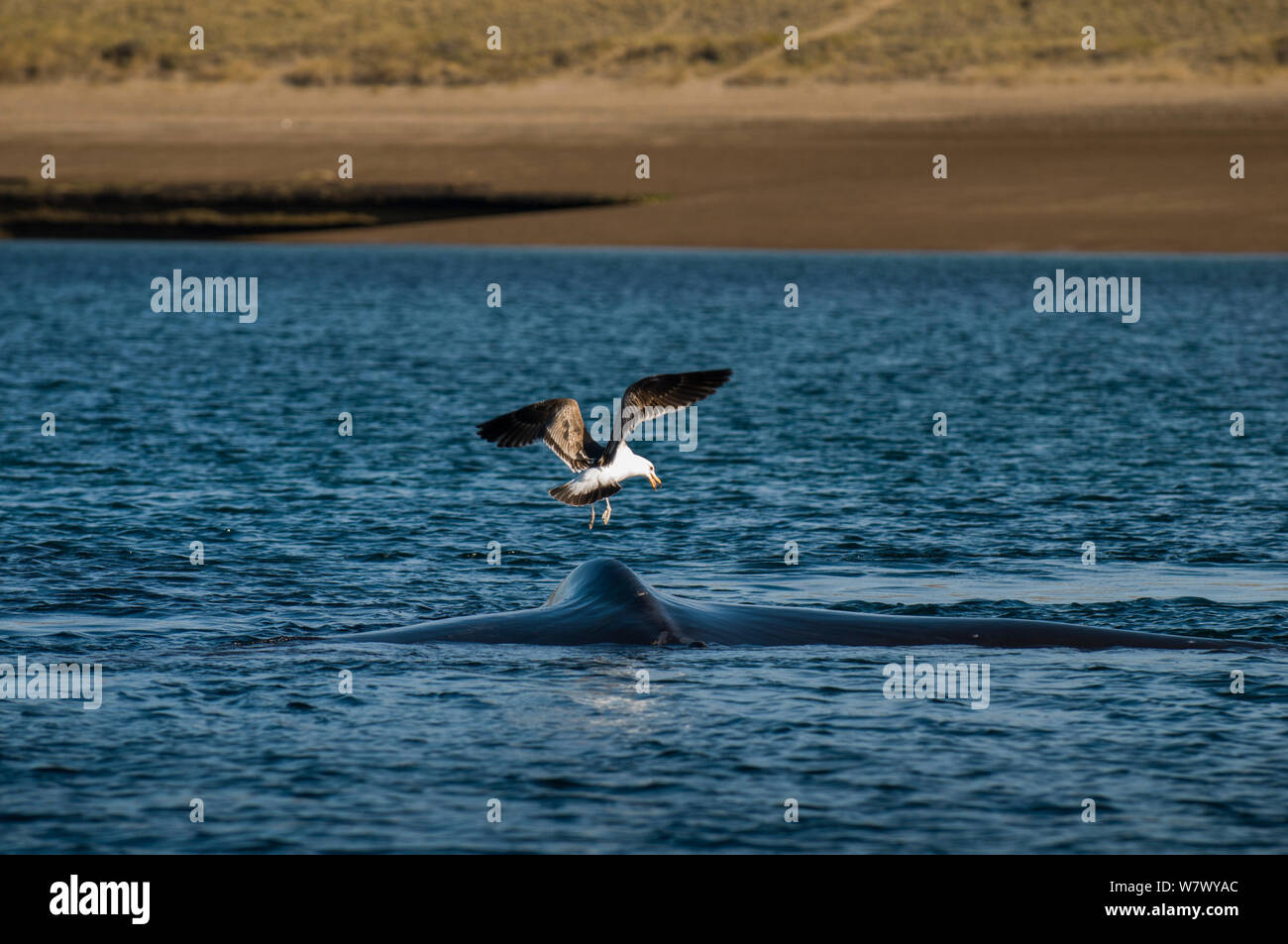Southern right whale (Eubalaena australis) at surface with Kelp gull (Larus dominicanus) Valdes Peninsula, Chubut, Patagonia, Argentina. Stock Photo