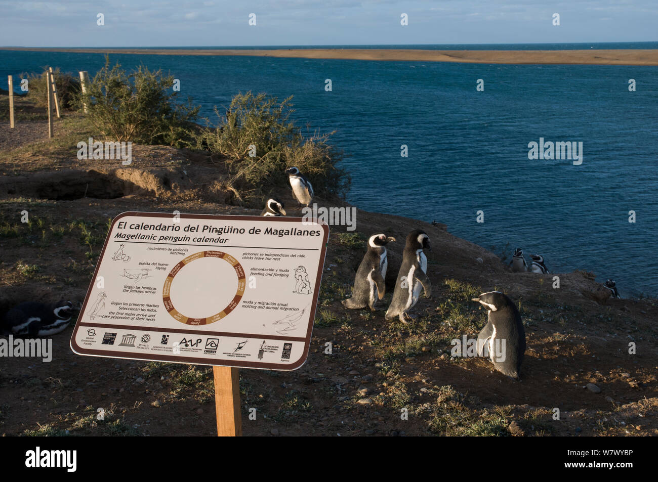 Magellanic penguin (Spheniscus magellanicus) colony on coast with sign. Valdes Peninsula, Chubut, Patagonia, Argentina. Stock Photo