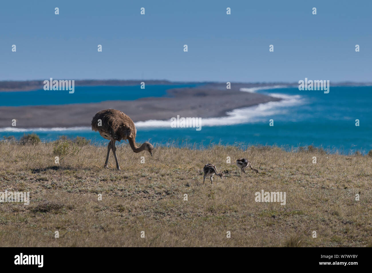 Lesser rhea (Pterocnemia pennata) with chicks on coast, Valdes Peninsula, Chubut, Patagonia, Argentina. Stock Photo