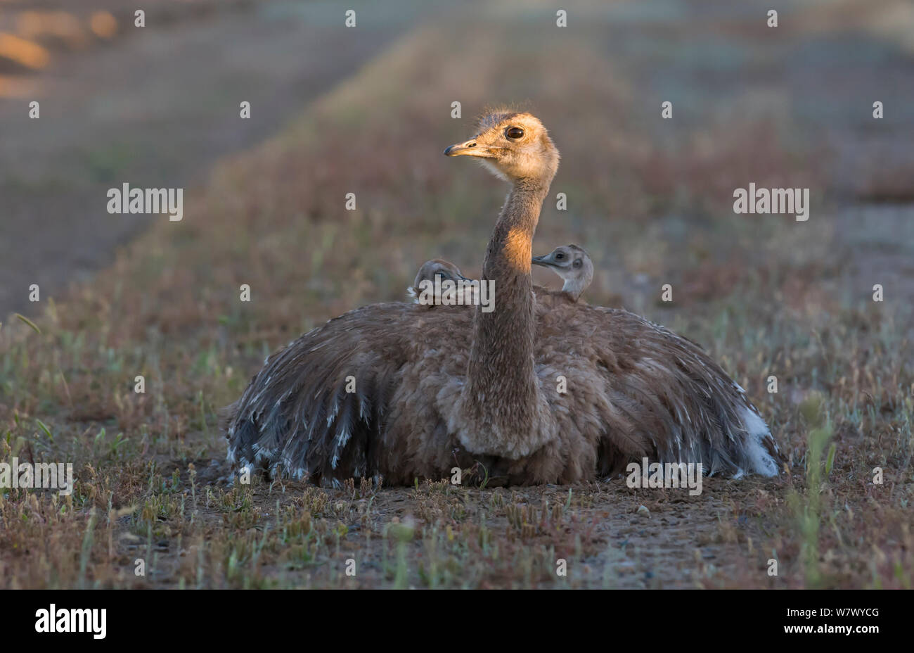 Lesser rhea (Pterocnemia pennata) with chicks under wings. Valdes Peninsula, Chubut, Patagonia, Argentina. Stock Photo