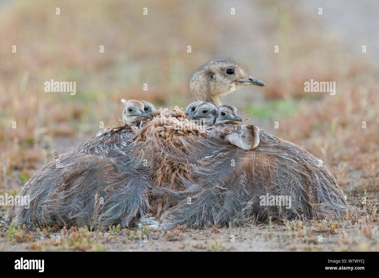 Lesser rhea (Pterocnemia pennata) with chicks under wings. Valdes Peninsula, Chubut, Patagonia, Argentina. Stock Photo