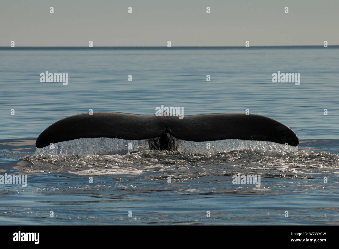 Southern right whale (Eubalaena australis) driving, tail at surface ...