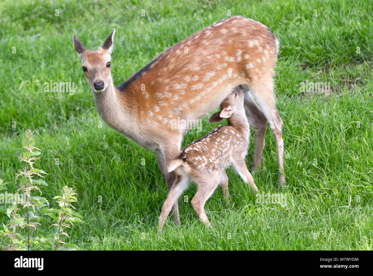 A mother sika deer nursing her young fawn. Mother and baby in spring