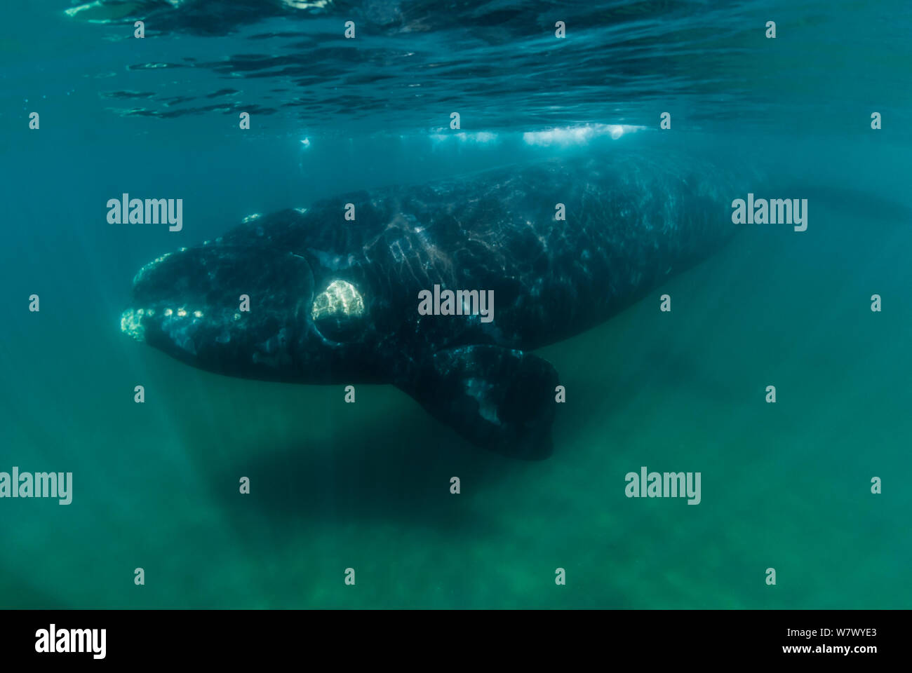Barnacle whale hi-res stock photography and images - Alamy