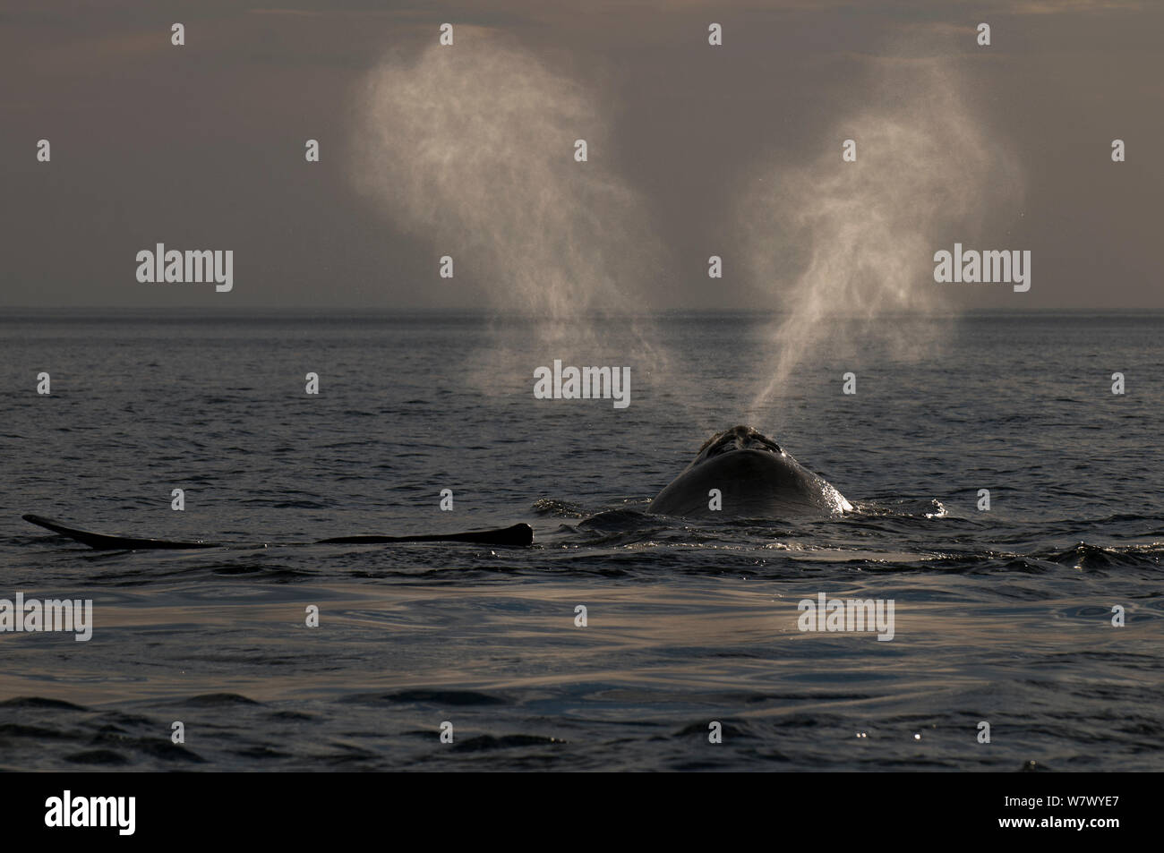 Southern right whale (Eubalaena australis) blowing / spouting, Valdes Peninsula, Chubut, Patagonia, Argentina. Stock Photo