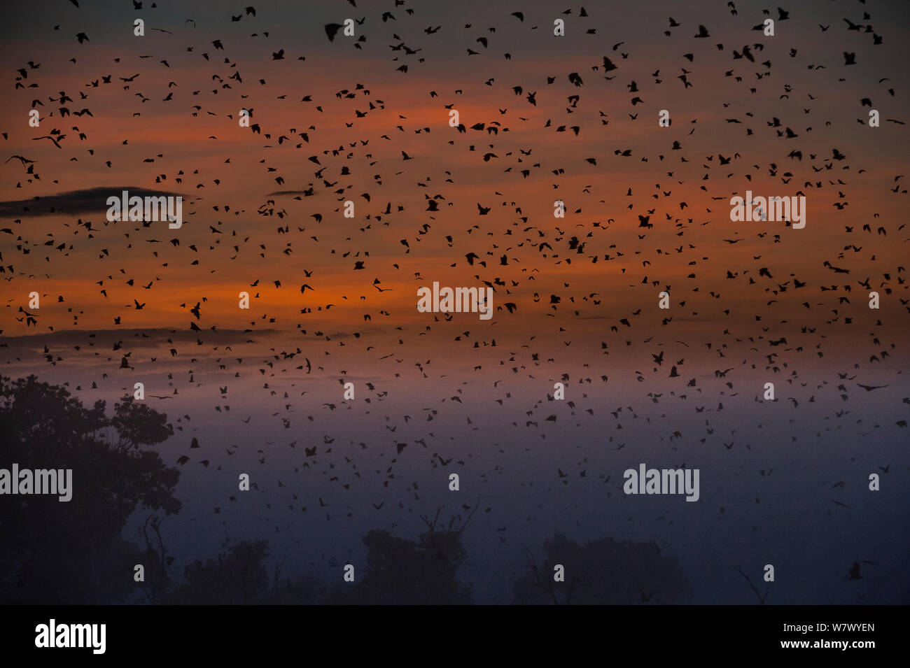 Straw-coloured fruit bats (Eidolon helvum) returning to daytime roost at dawn. Kasanka National Park, Zambia. Stock Photo