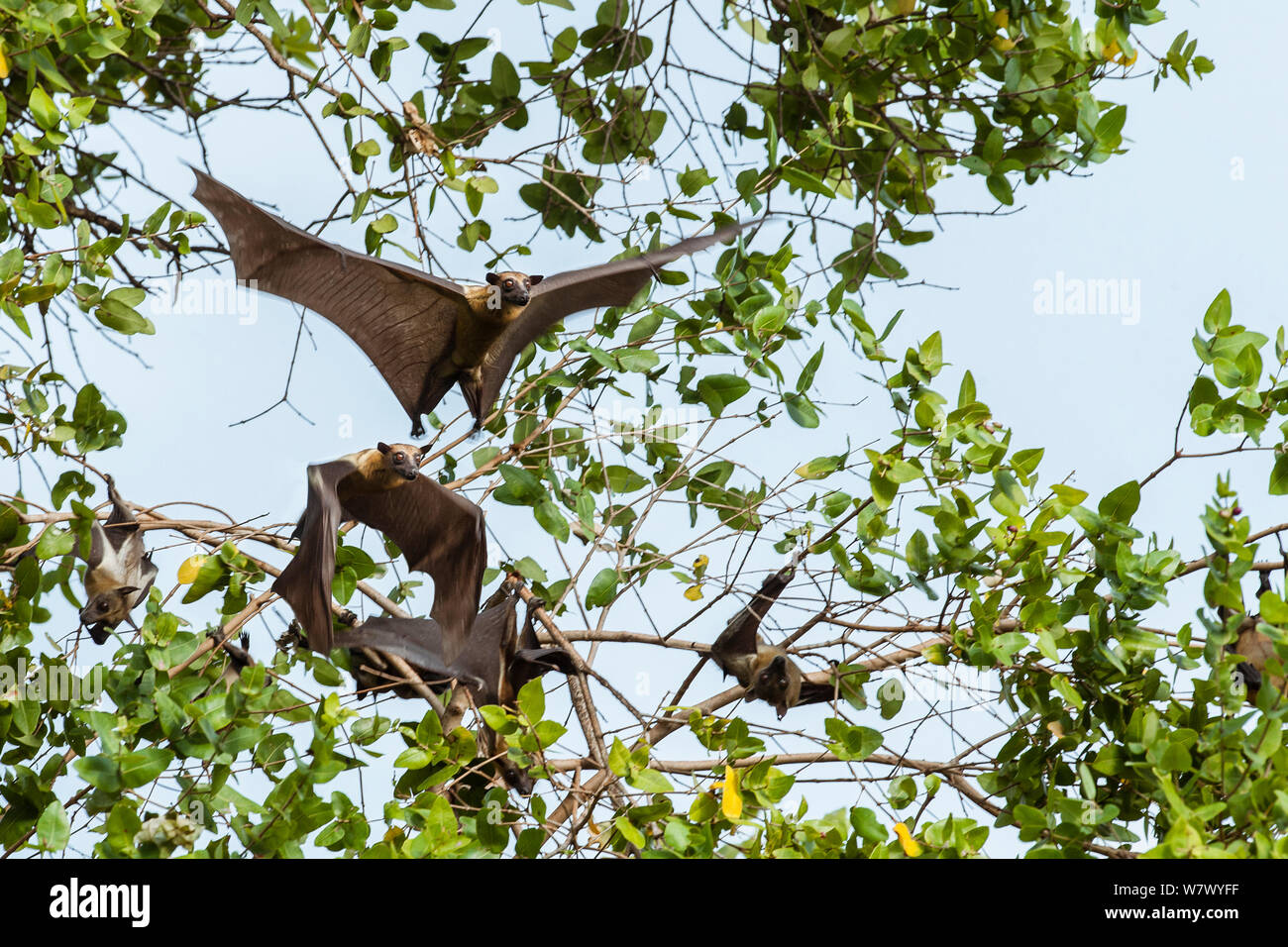 Straw-coloured fruit bats (Eidolon helvum) taking off from daytime roost in &#39;Mushitu&#39; (ever-green swamp forest). Kasanka National Park, Zambia. Stock Photo