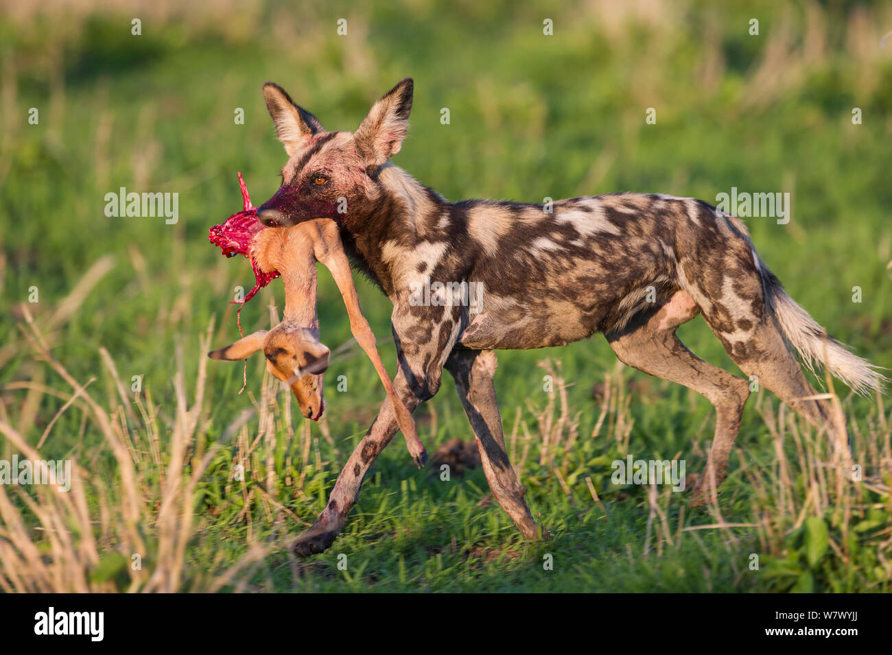 African wild dog / Painted hunting dog (Lycaon pictus) with young Impala kill. South Luangwa National Park, Zambia. Stock Photo