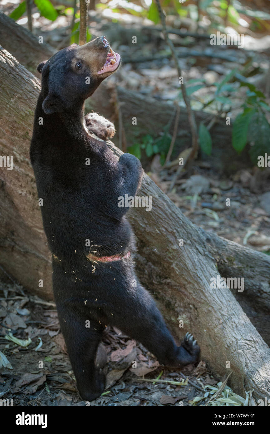 Bornean sun bear (Helarctos malayanus euryspilus) with horrific scaring from being held captive with a chain around its midriff. Bornean Sun Bear Conservation Centre (BSBCC), Sepilok, Sabah, Borneo. Stock Photo