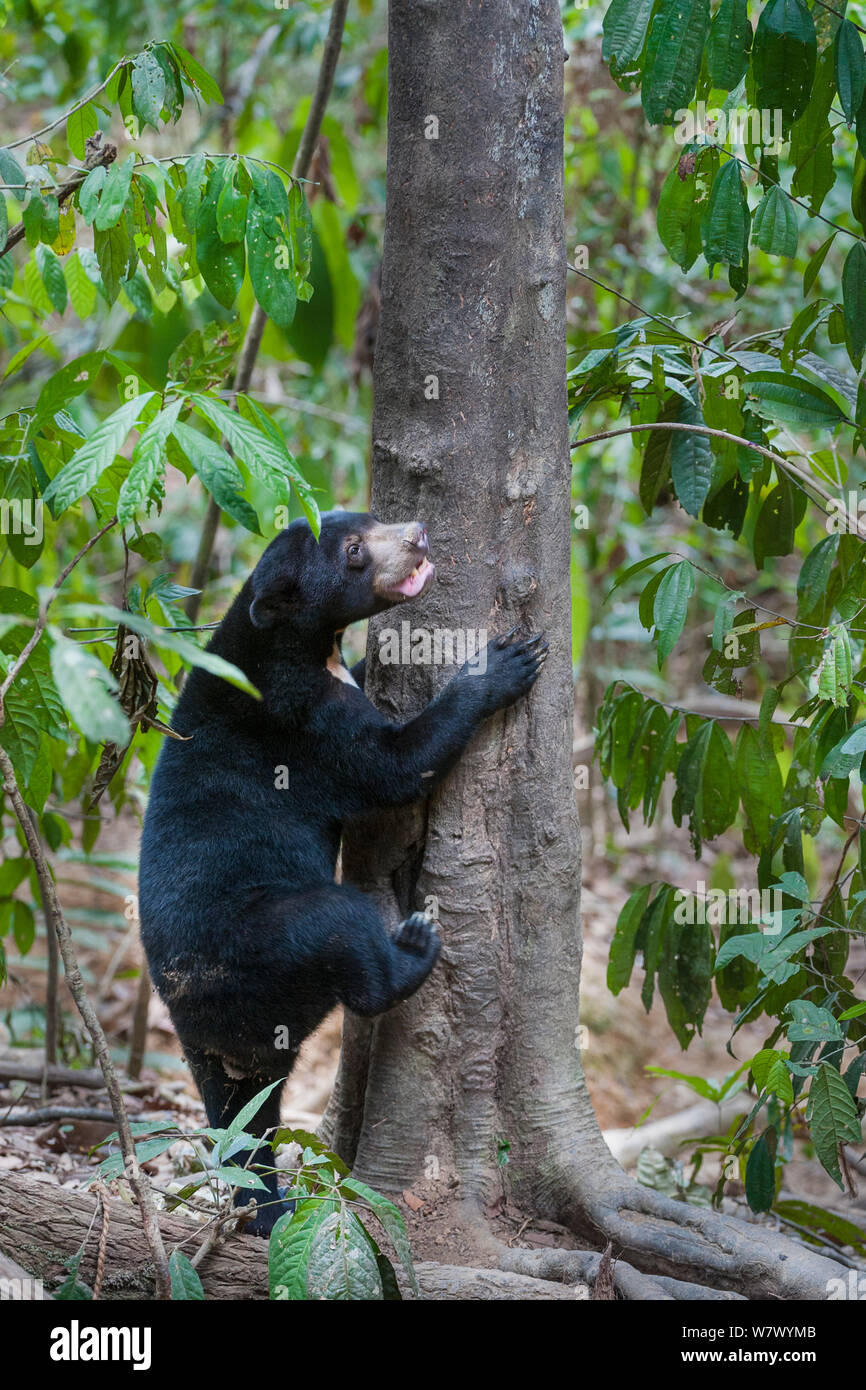 Bornean sun bear (Helarctos malayanus euryspilus) starting to climb tree at Bornean Sun Bear Conservation Centre (BSBCC), Sepilok, Sabah, Borneo. Stock Photo