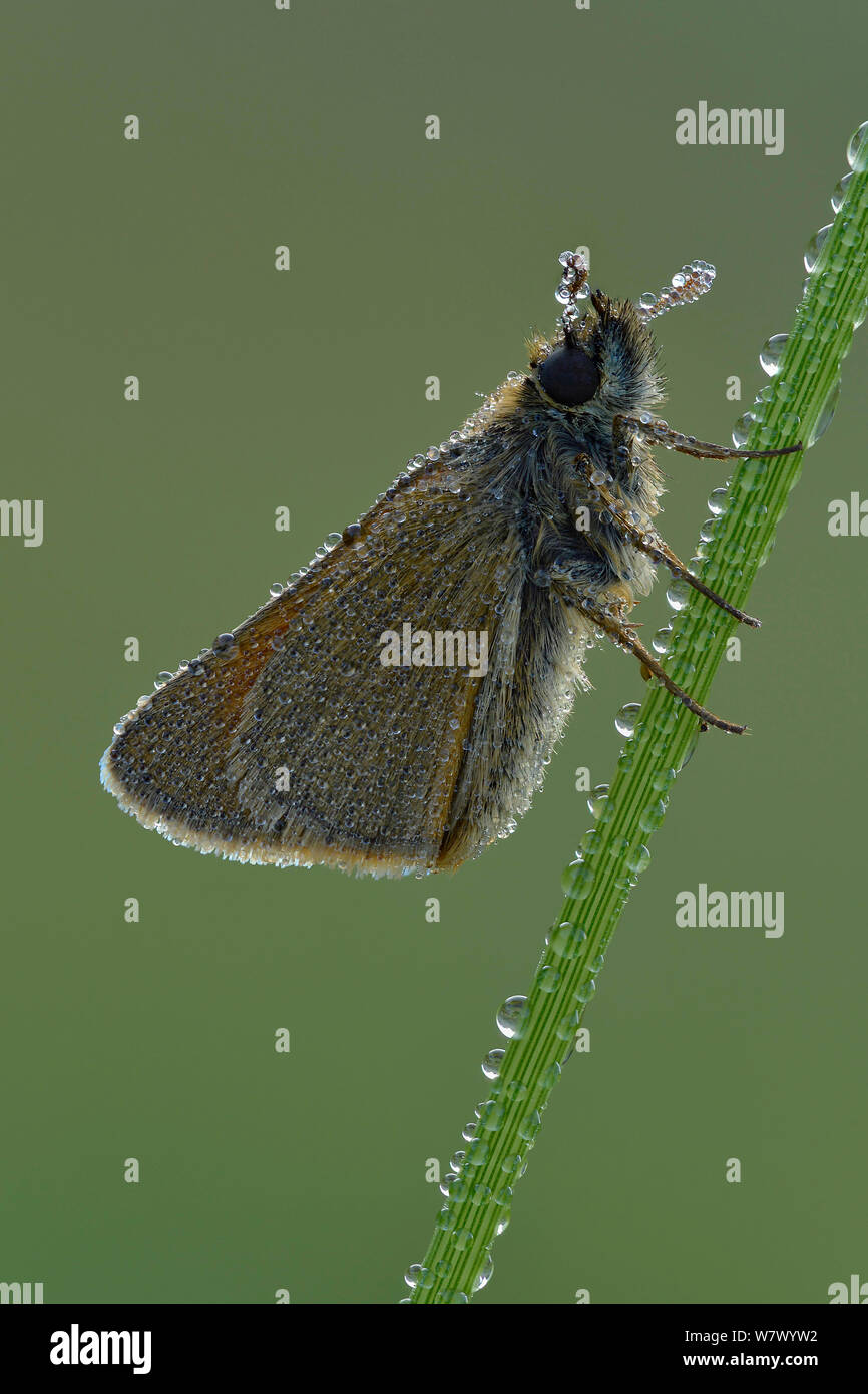 Papilio Sylvestris High Resolution Stock Photography and Images - Alamy