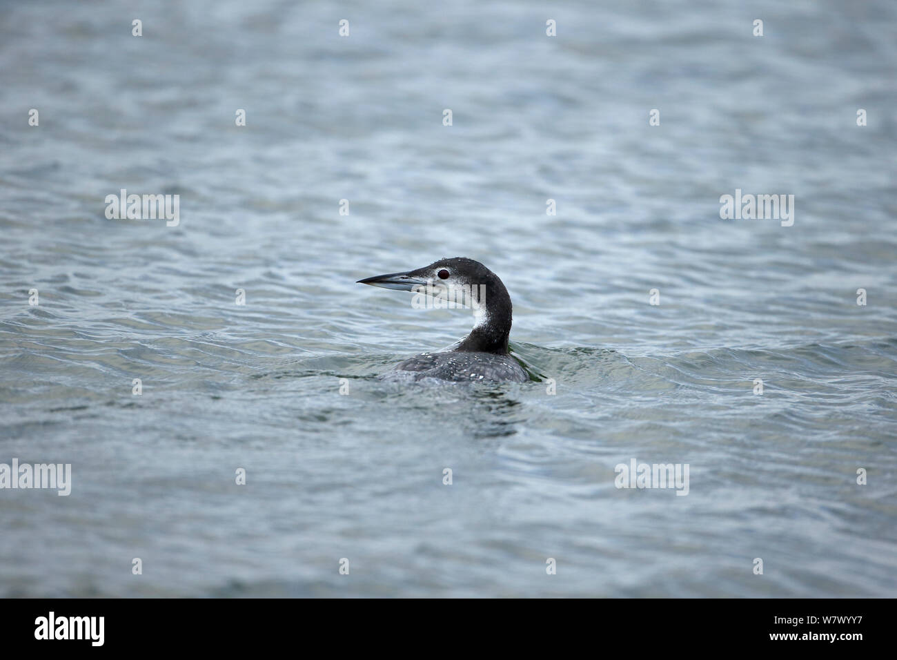 Great Northern Diver (Gavia immer) Suffolk, England, UK, January Stock Photo