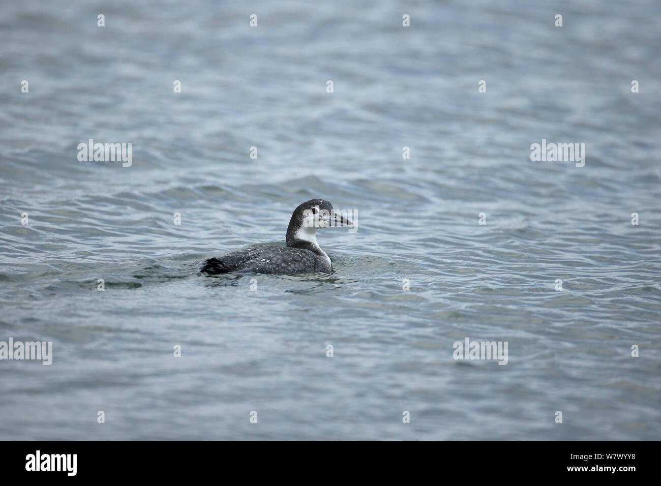 Great Northern Diver (Gavia immer) on surface of water, Suffolk, England, UK, January Stock Photo