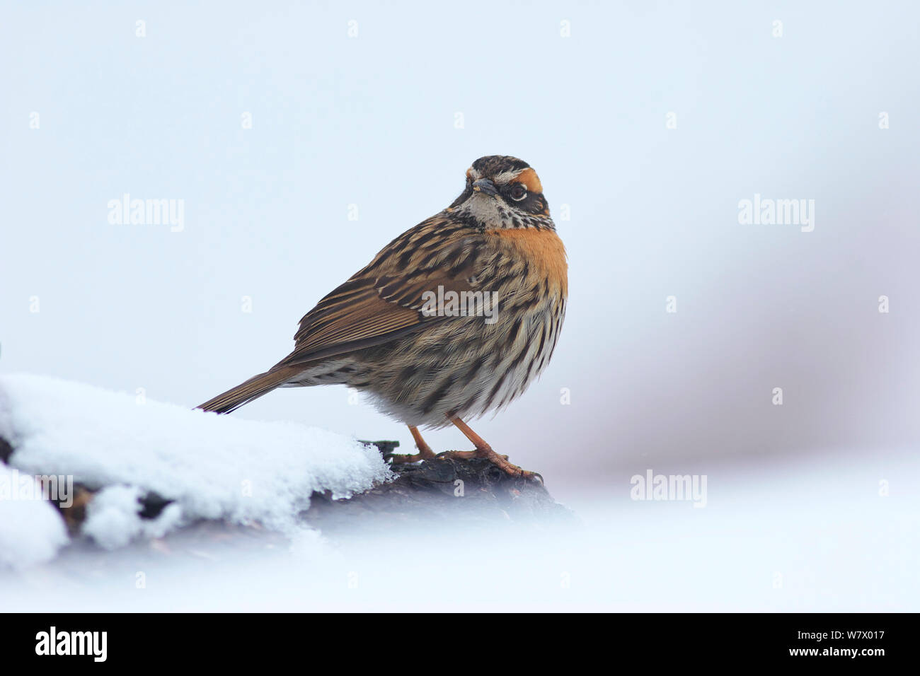 Rufous-breasted Accentor (Prunella strophiata) in snow, Yajiang county, Sichuan Province, Qinghai-Tibet Plateau, China, Asia Stock Photo