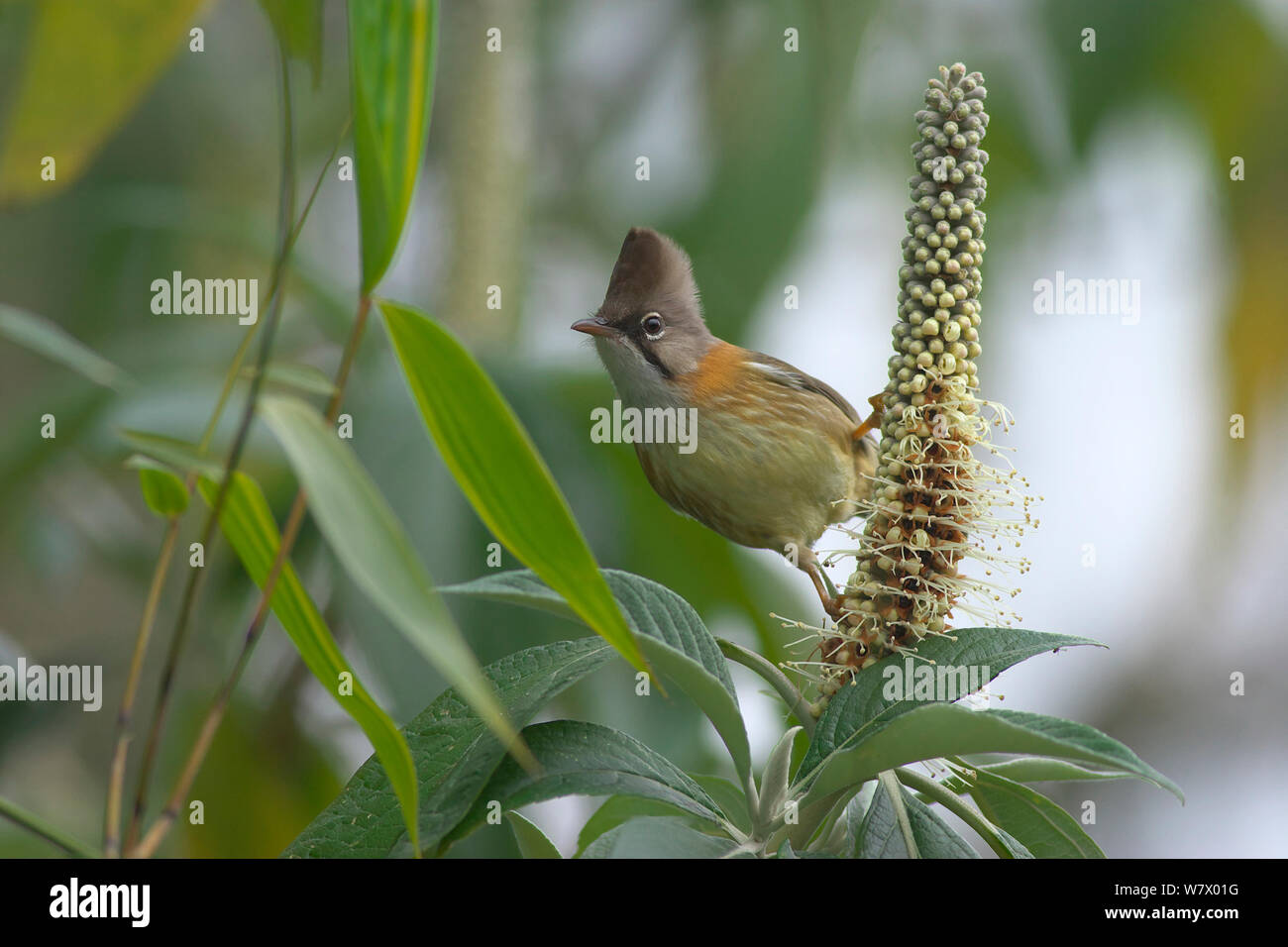 Whiskered Yuhina (Yuhina flavicollis) perched on flower, Gaoligong Mountain National Nature Reserve, Tengchong county, Yunnan Province, China, Asia Stock Photo