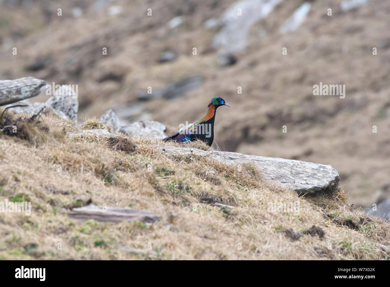 Chinese Monal (Lophophorus lhuysii) on ground, Tangjiahe National Nature Reserve, Sichuan Province, China, Asia Stock Photo