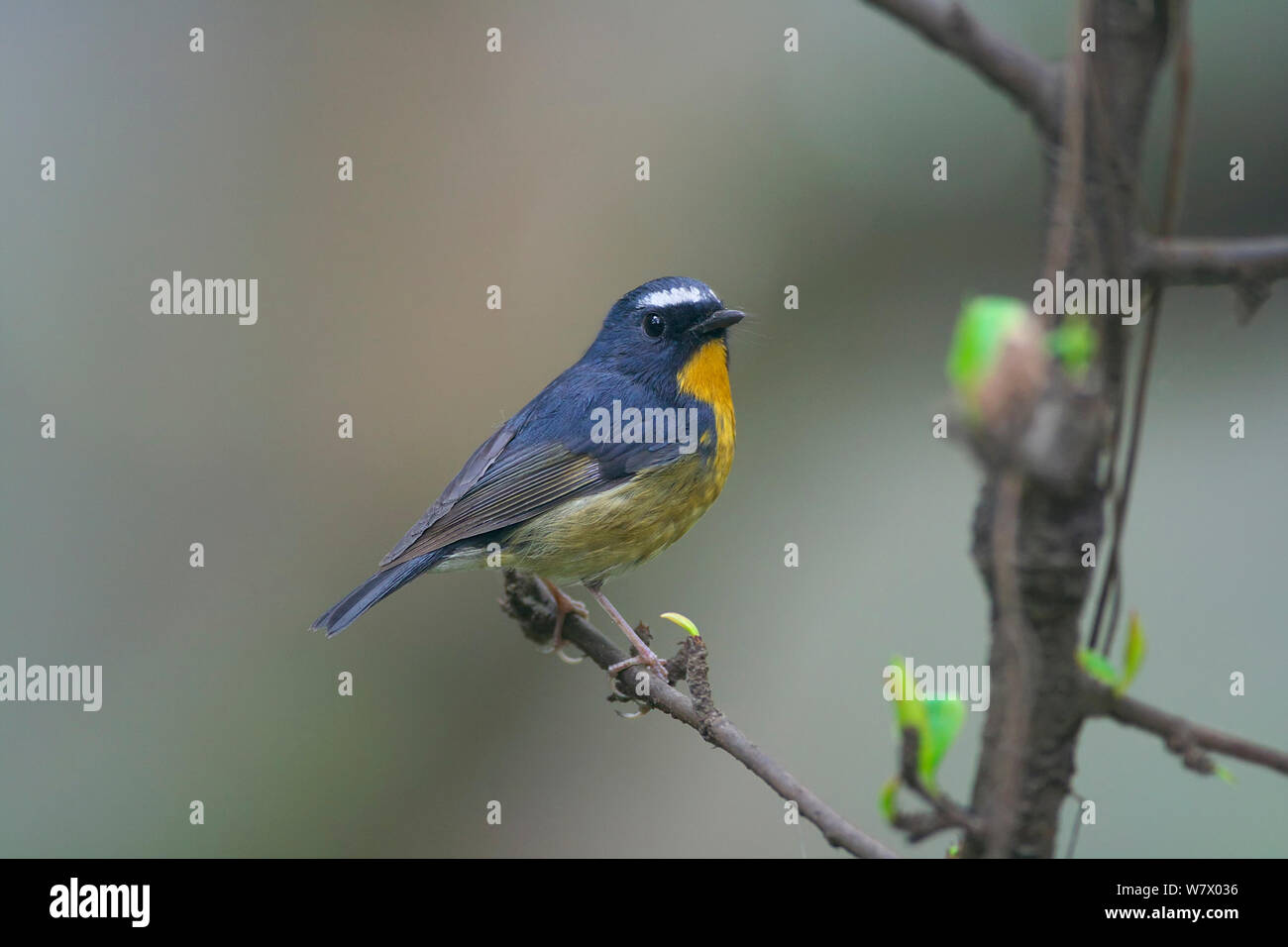 Snowy-browed Flycatcher (Ficedula hyperythra) perched Chengdu City, Sichuan Province, China, Asia Stock Photo