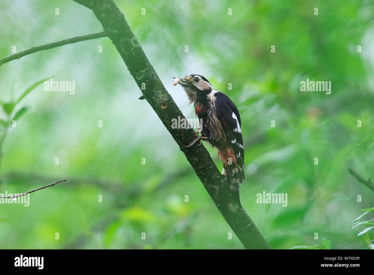 Crimson-breasted Woodpecker (Dendrocopos cathpharius) perched, Dujiangyan City, Sichuan Province, China, Asia Stock Photo
