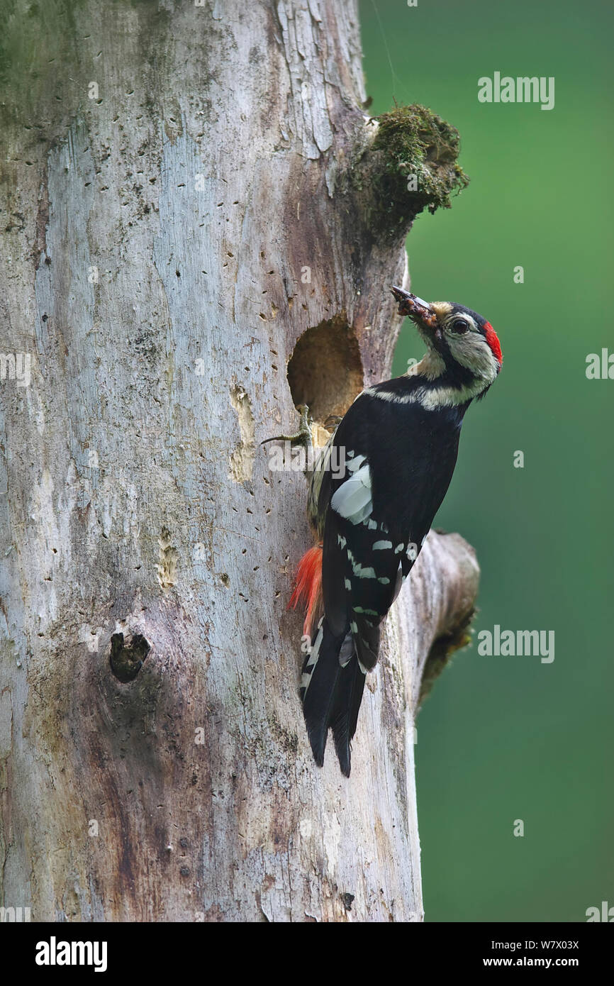 Crimson-breasted Woodpecker (Dendrocopos cathpharius) at nest tree hole, Dujiangyan City, Sichuan Province, China, Asia Stock Photo