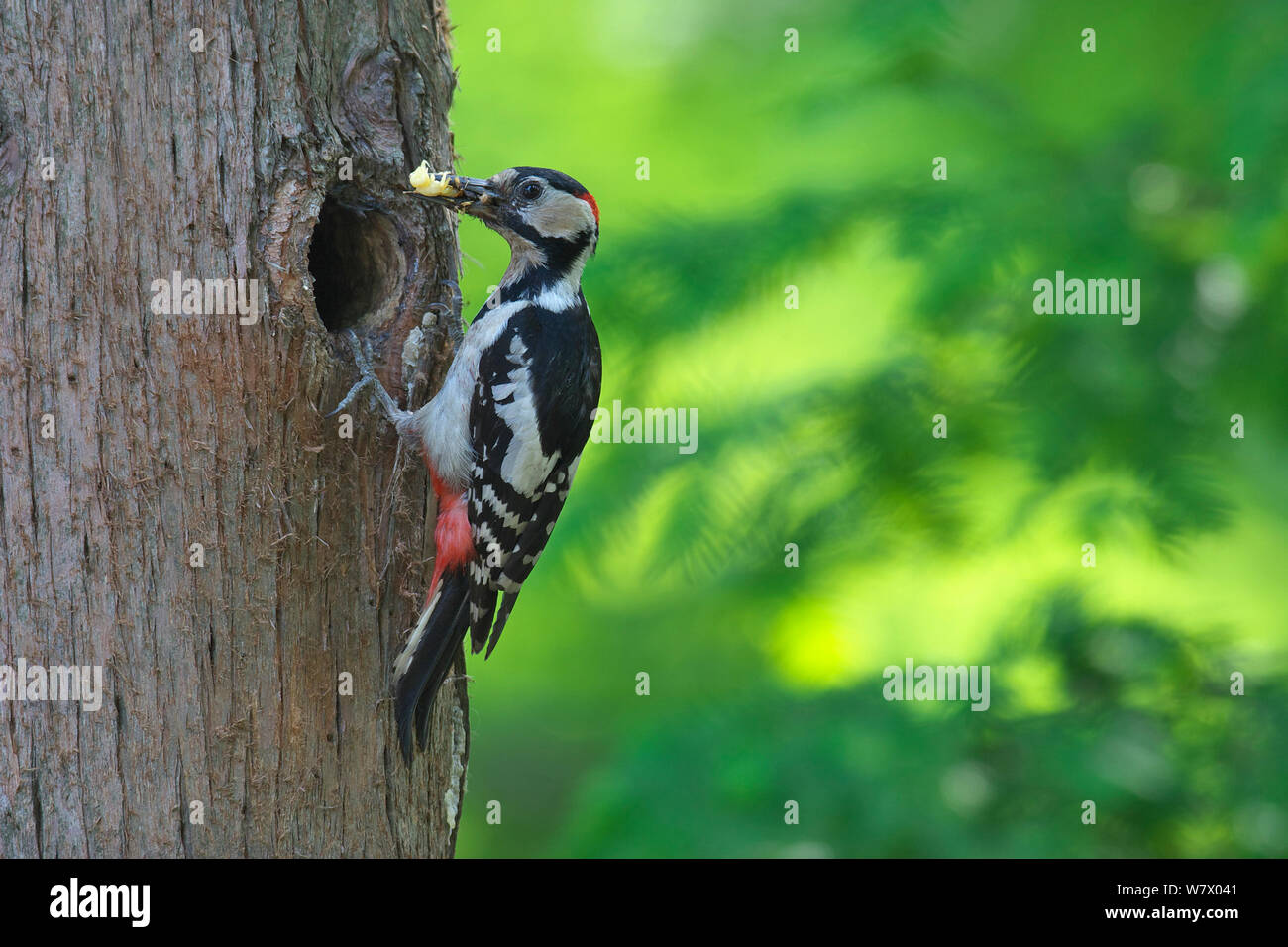 Great Spotted Woodpecker (Dendrocopos major) at nest in tree hole with prey, Xinyang DongZhai nature reserve, Henan province, China, Asia Stock Photo
