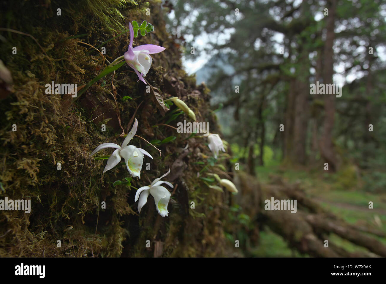 Orchid (Pleione hookeriana) flowers, Makalu Mountain, Mount Qomolangma National Park, Dingjie County, Qinghai-Tibet Plateau, Tibet China, Asia Stock Photo