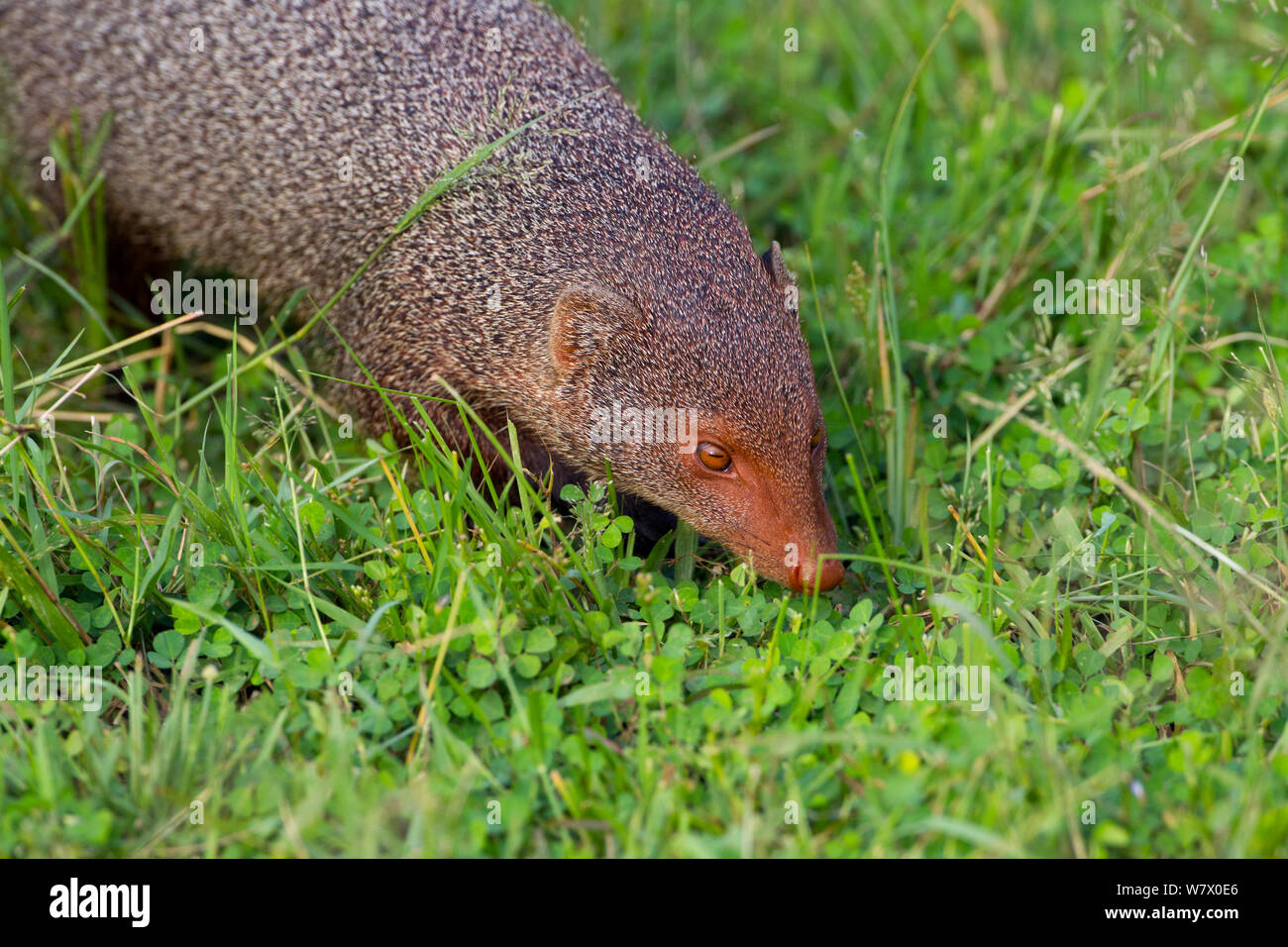 Ruddy mongoose (Herpestes smithii zeylanicus) Sri Lanka. Stock Photo
