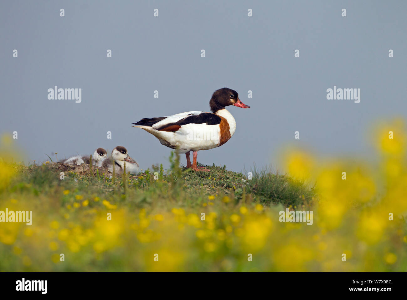 Shelduck (Tadorna tadorna) female with ducklings, Cley, Norfolk, East Anglia, England, UK, July. Stock Photo