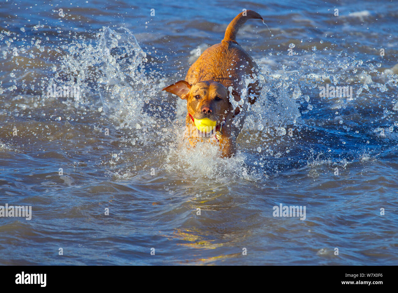 Yellow Labrador playing on a Norfolk beach, retrieving ball from sea, East Anglia, England, UK