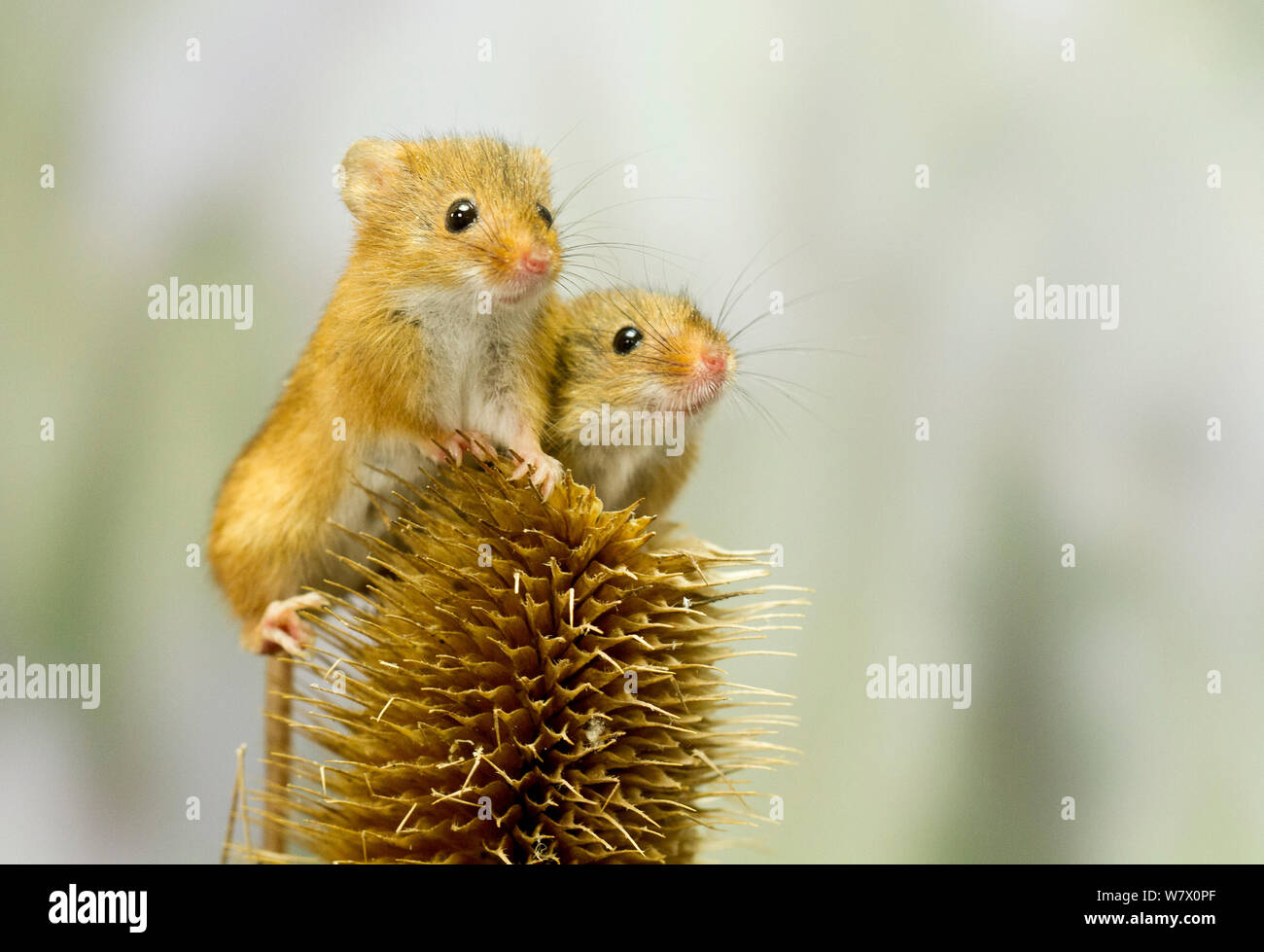 2 tiny harvest mice on a thistle Stock Photo