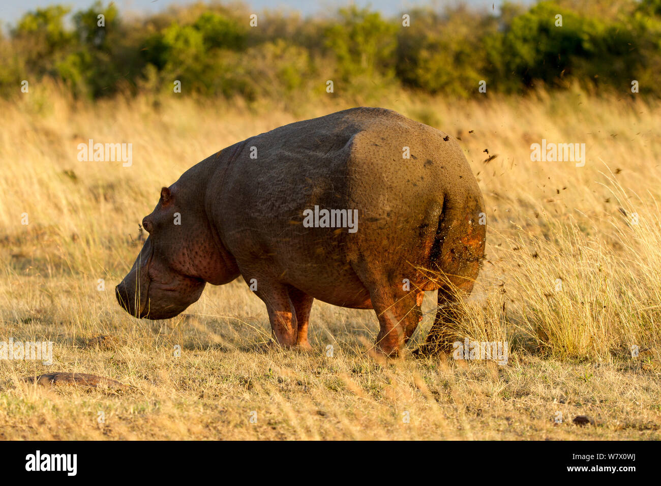 Hippopotamus (Hippopotamus amphibius) male marking territory with faeces, Masai Mara Game Reserve, Kenya Stock Photo