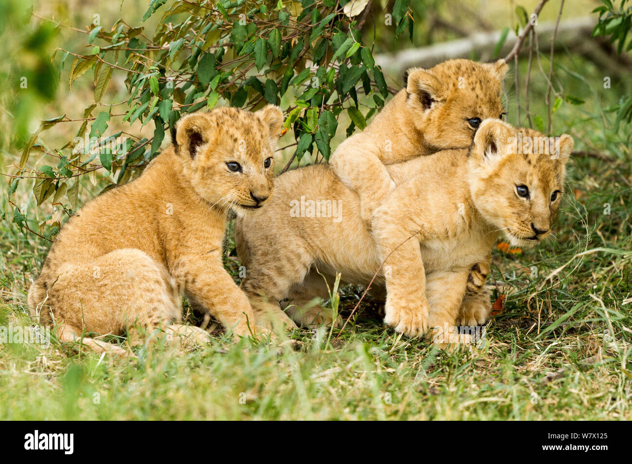 Lion (Panthera leo) cubs playing, Masai Mara Game Reserve, Kenya Stock ...