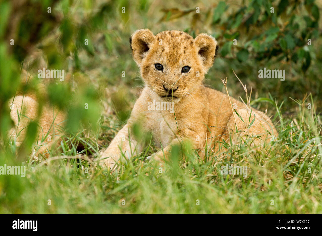 Lion (Panthera leo) cub portrait, Masai Mara Game Reserve, Kenya Stock ...