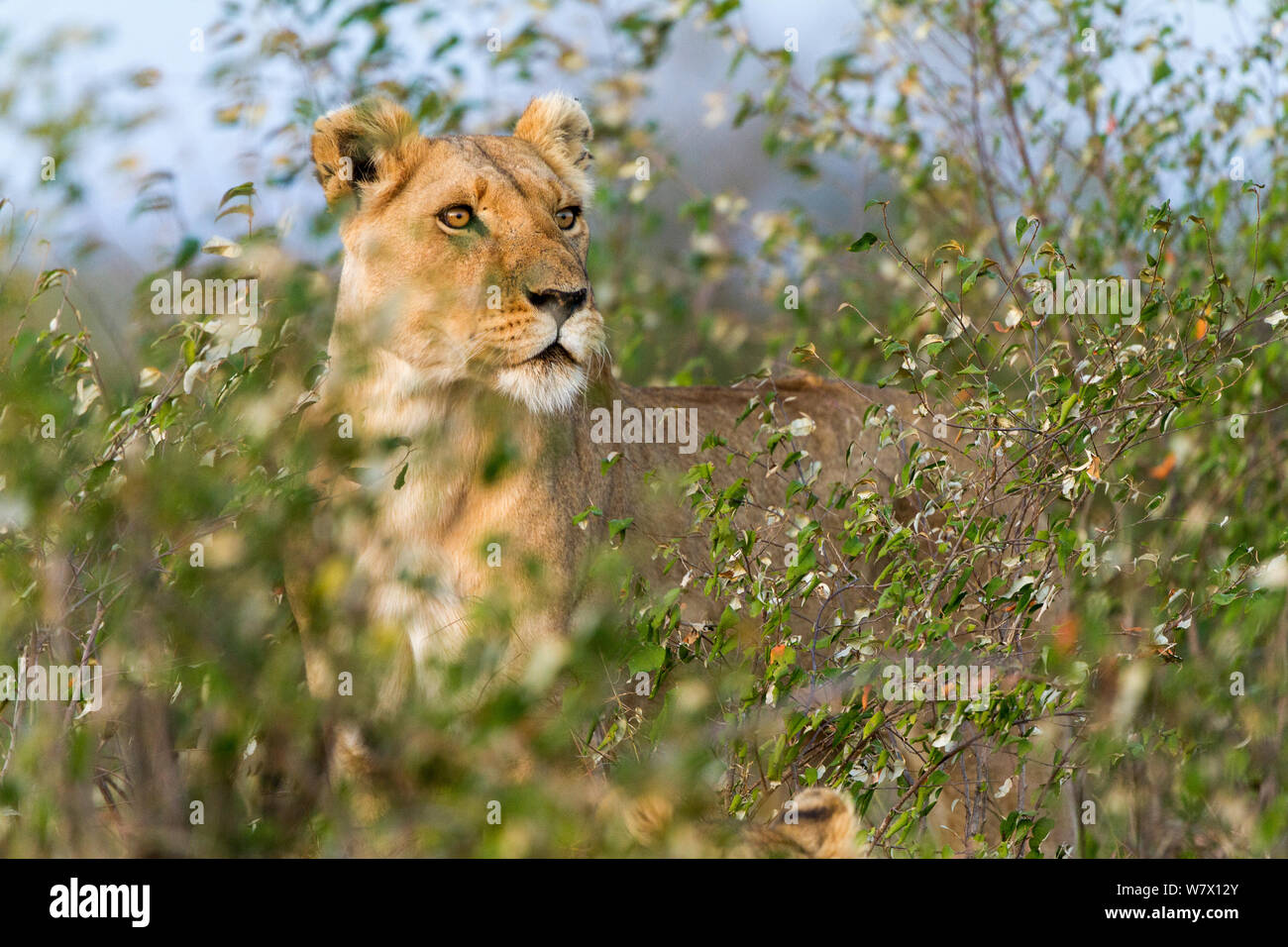 Lion (Panthera leo) female standing alert, Masai Mara Game Reserve, Kenya Stock Photo