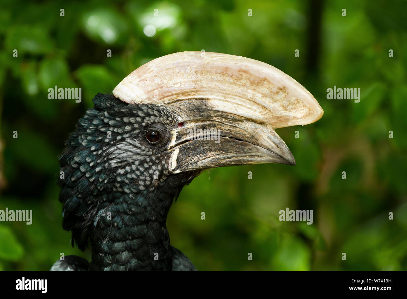 Silvery-cheeked Hornbill (Bycanistes brevis) close-up, zoo, Doué La Fontaine, France Stock Photo