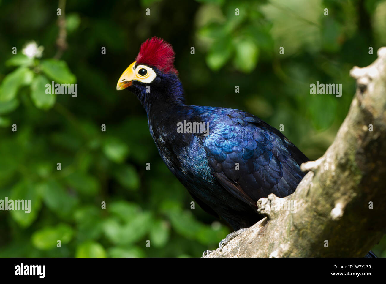 Ross&#39;s Turaco (Musophaga rossae) captive at zoo, occurs in Africa. Stock Photo