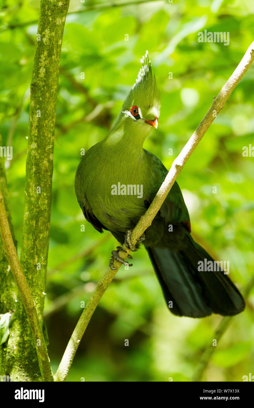 Livingstone&#39;s Turaco (Tauraco livingstonii) captive at zoo. Occurs in  southeastern Africa. Stock Photo