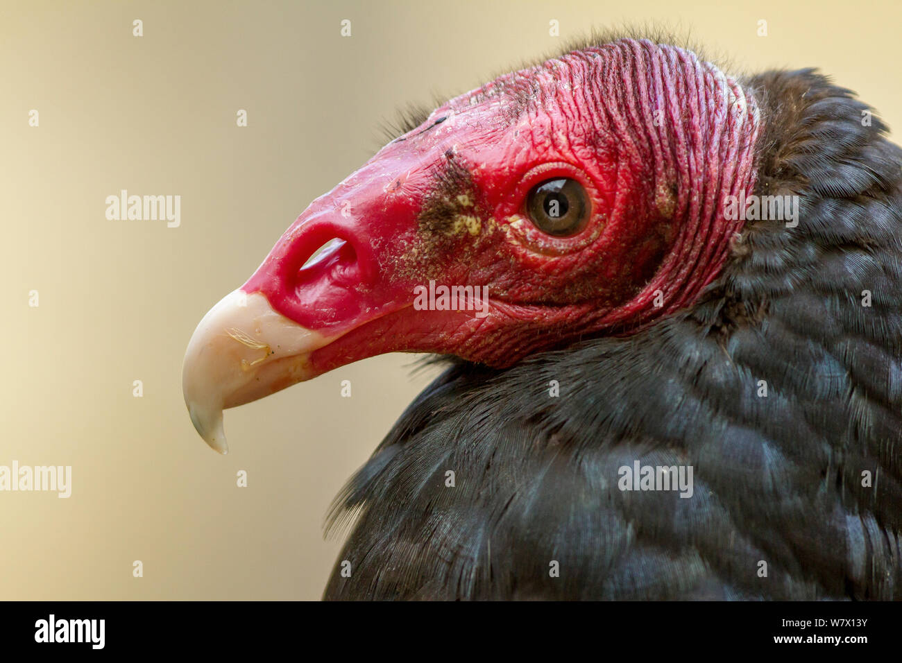 Turkey Vulture (Cathartes aura) portrait at zoo. Captive, occurs in North America. Stock Photo