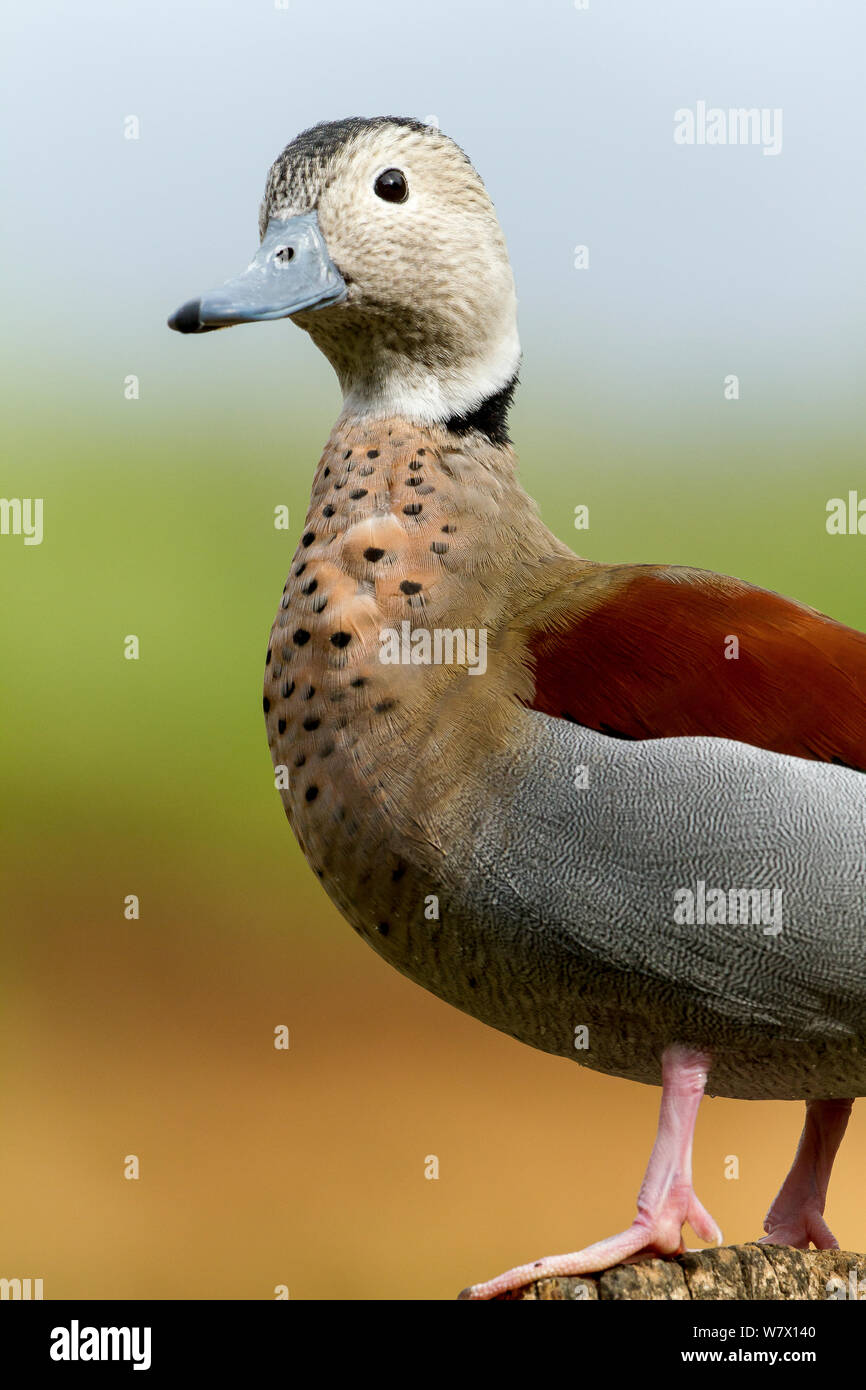 Ringed Teal (Callonetta leucophrys) portrait, captive at zoo. Occurs in South America. Stock Photo