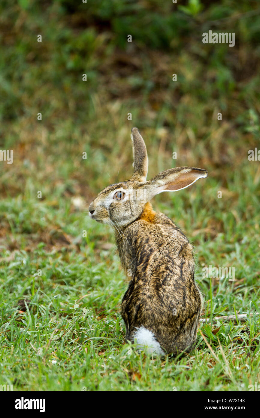Cape hare (Lepus capensis) sitting, Masai Mara Game Reserve, Kenya Stock Photo