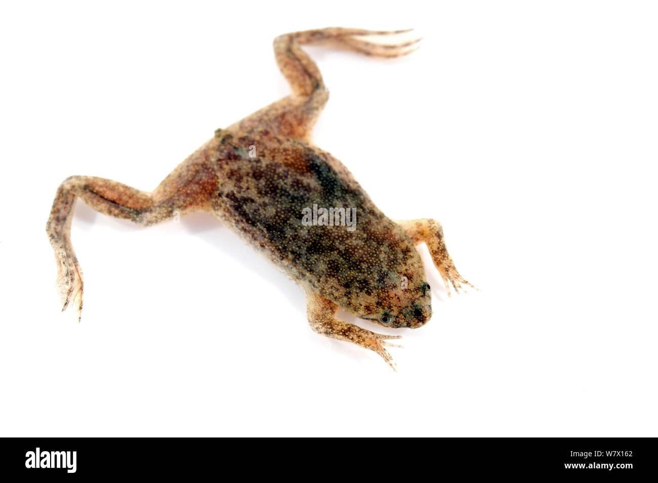 Sabana Surinam Toad (Pipa parva) against white background. Captive occurs in Colombia and Venezuela. Stock Photo