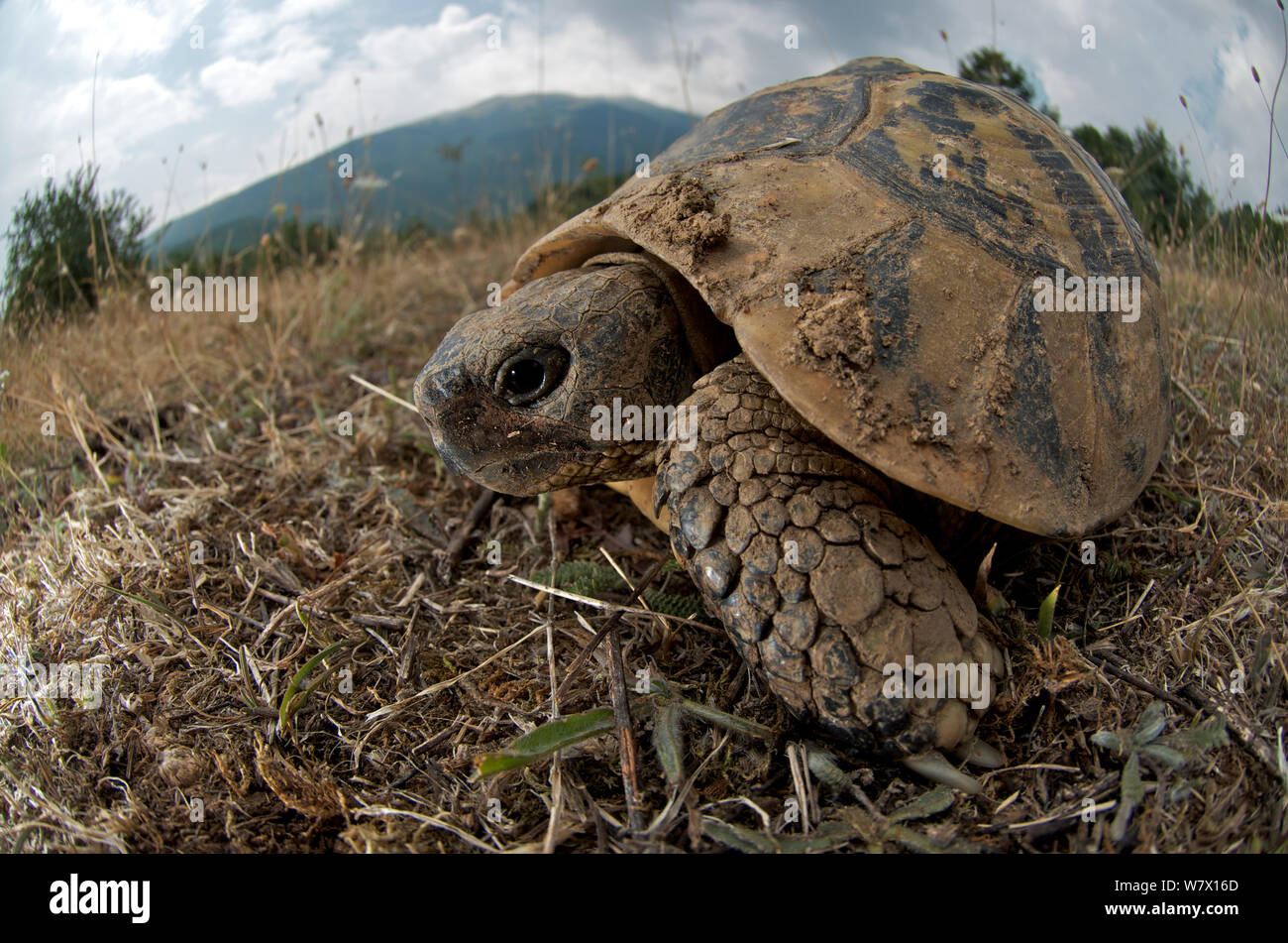 Hermann&#39;s tortoise (Testudo hermanni) wide angle view, Macedonia Stock Photo
