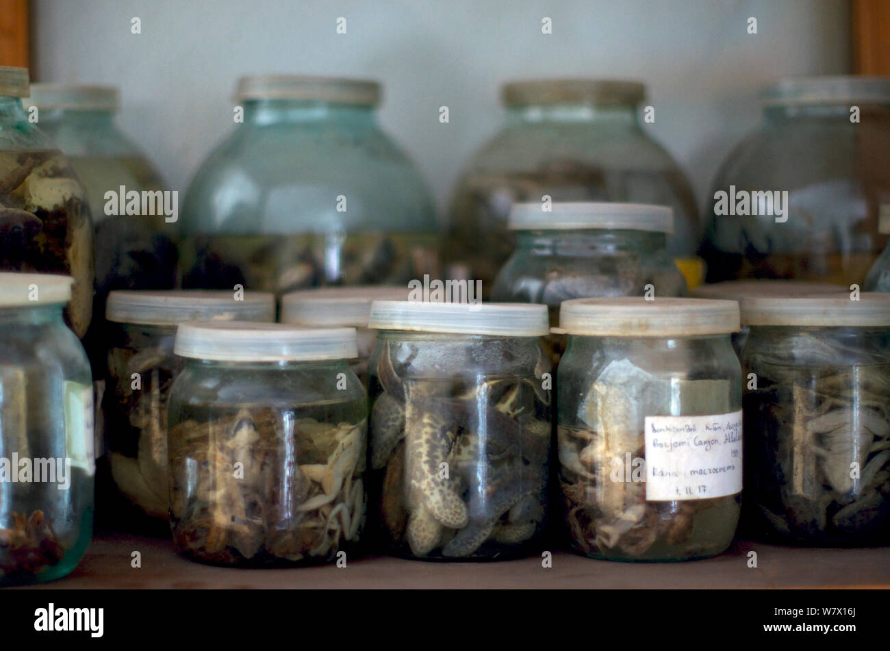 Collection of amphibian speciemens at the Ilia State University, Tbilisi, Georgia. Stock Photo